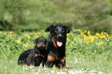 BEAUCERON - ADULTS and PUPPIES 051